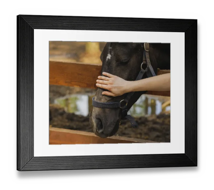 Framed Print : Woman hand caress pet horse on head