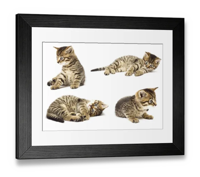 Framed Print : Funny kitten Framed Print : Funny kitten