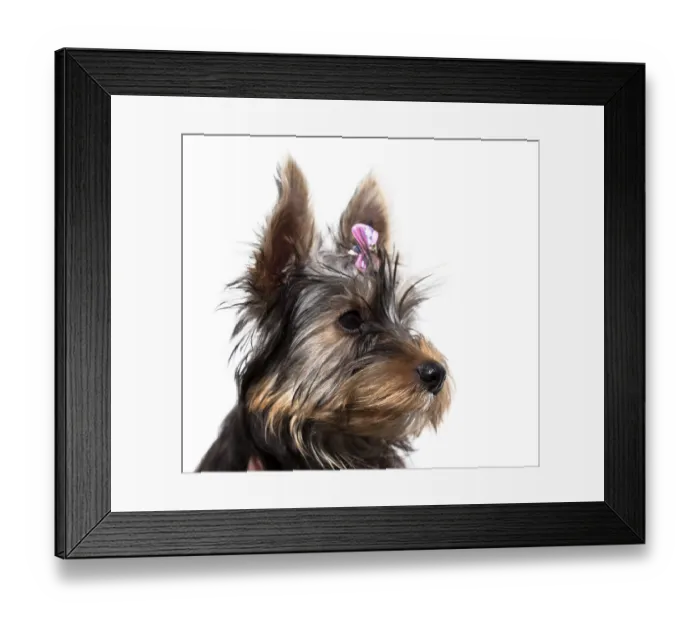 Framed Print : Cute little dog, Yorkshire terrier