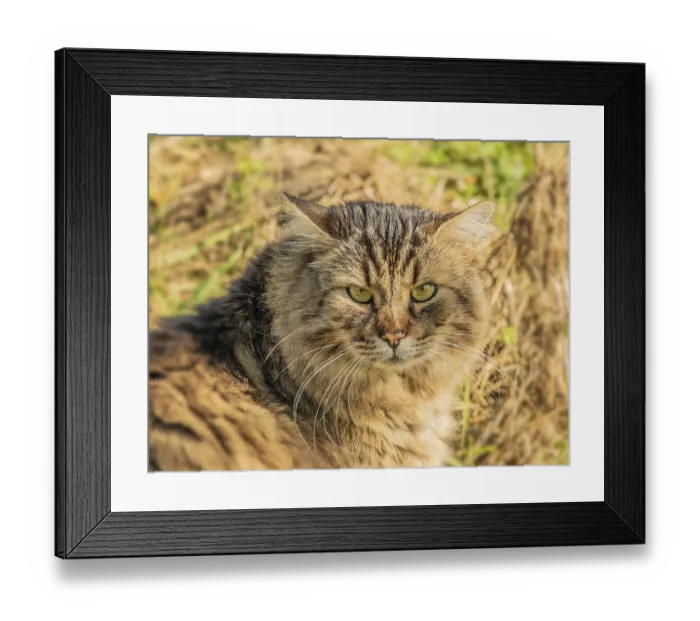 Framed Print : House cat Felis catus' House cat Felis catus
