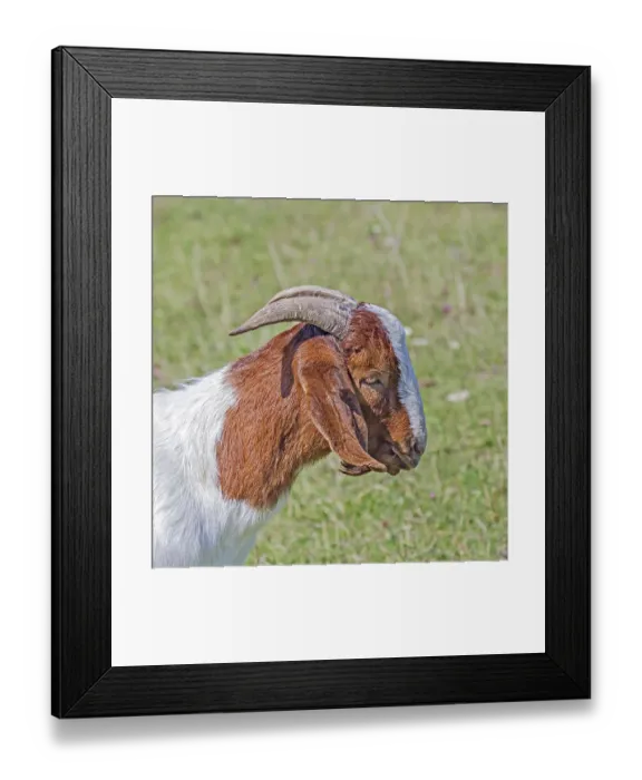 Framed Print : Boer goat Framed Print : Boer goat