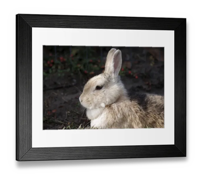 Framed Print : Domestic rabbit (Oryctolagus cuniculus domestica)