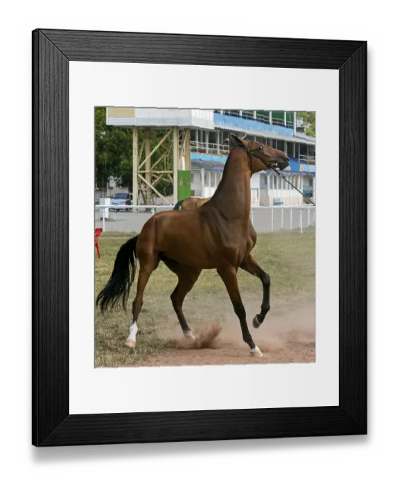 Framed Print : Closeup of horse refusing to go start
