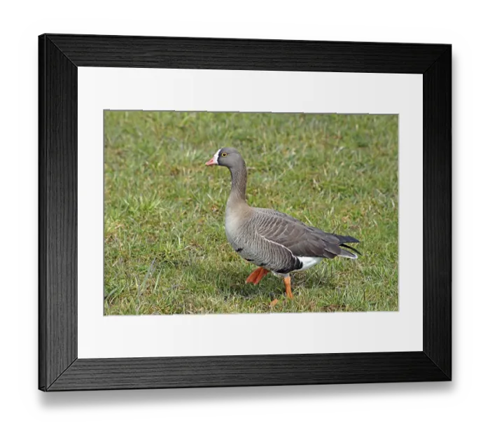 Framed Print : One of the rarest geese species in Europe that are highly endangered by hunting Framed Print : One of the rarest geese species in Europe that are highly endangered by hunting