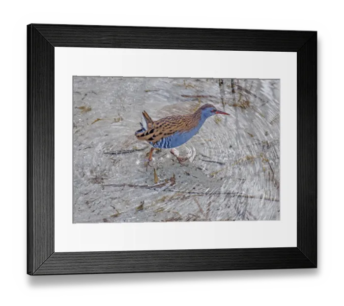 Framed Print : Rallus aquaticus water rail Rallus aquaticus water rail Framed Print : Rallus aquaticus water rail Rallus aquaticus water rail