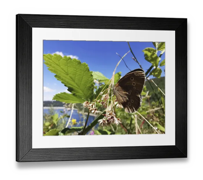 Framed Print : A brown forest bird (aphantopus hyperantus) sitting on a plant in front of a lake