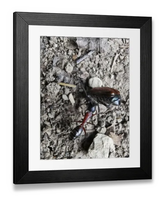 Framed Print : An ant (ant) drags a cockchafer (melolontha) away