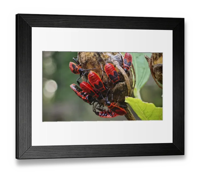 Framed Print : Group of bright red fire bugs (Pyrrhocoris apterus) Framed Print : Group of bright red fire bugs (Pyrrhocoris apterus)