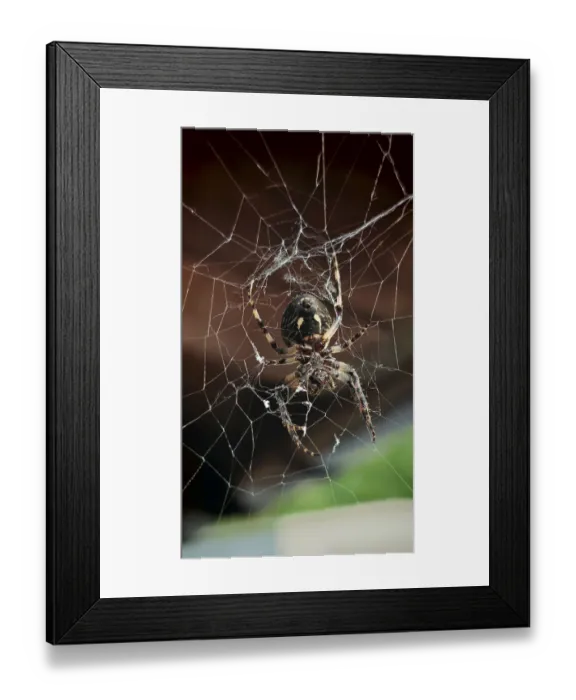 Framed Print : Close-up of a garden cross spider (araneus diadematus) from below in its detailed web