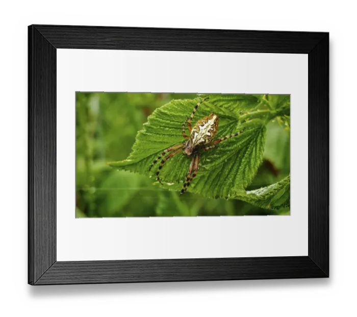 Framed Print : Oak leaf wheel spider (aculepeira ceropegia) with distinctive back on a green leaf in nature Framed Print : Oak leaf wheel spider (aculepeira ceropegia) with distinctive back on a green leaf in nature