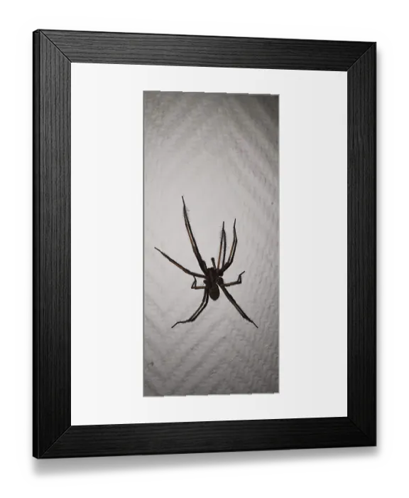 Framed Print : Large house angle spider (Tegenaria domestica) crawling vertically over a textured wall surface