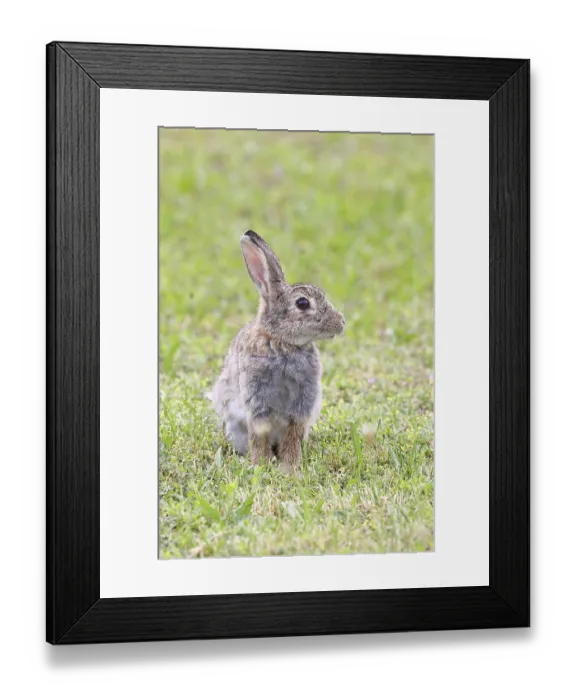 Framed Print : Wild rabbit (Oryctolagus cuniculus) Framed Print : Wild rabbit (Oryctolagus cuniculus)
