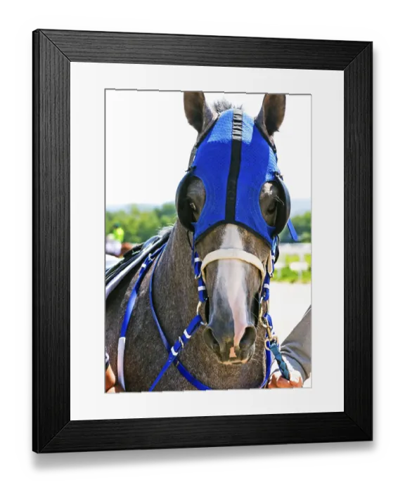 Framed Print : Portrait of arabian grey stallion