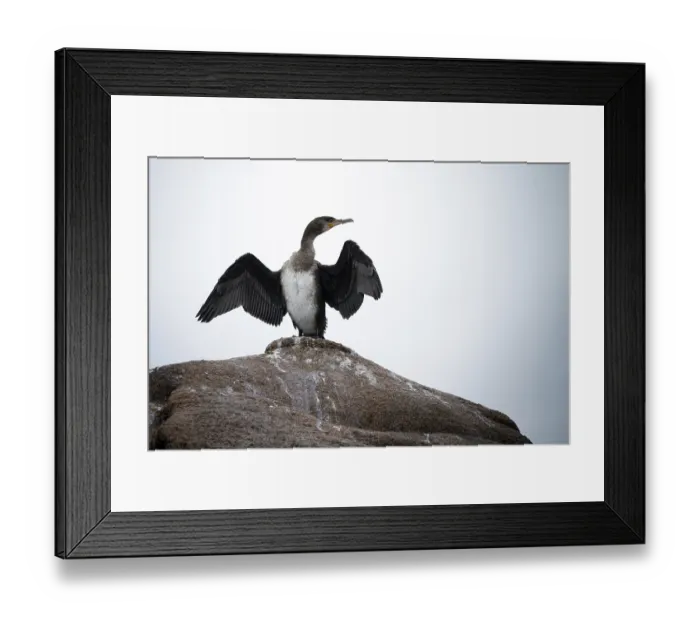 Framed Print : Cormorant Spreading Its Wings To Dry