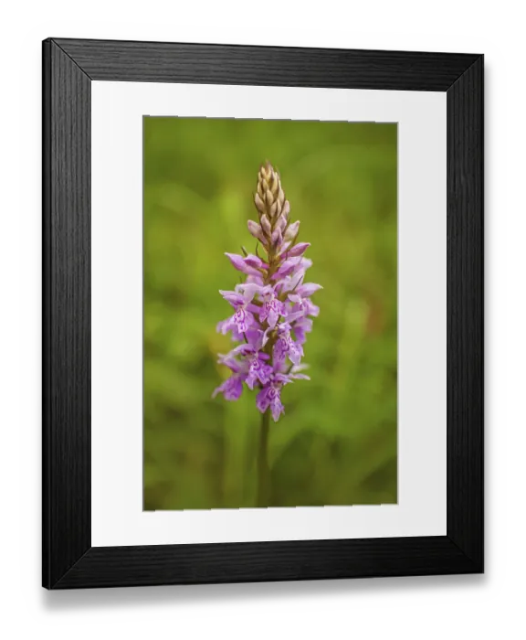 Framed Print : Fox herb Dactylorhiza fuchsii' Fox herb Dactylorhiza fuchsii