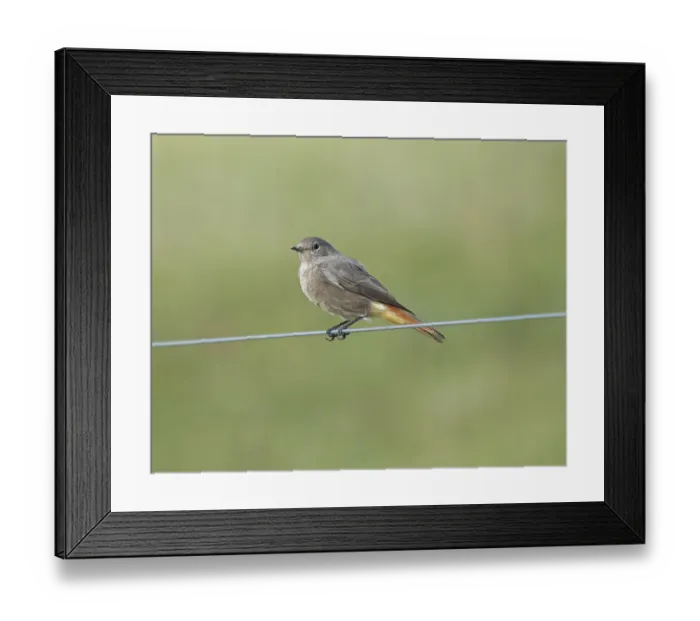 Framed Print : House redtail Phoenicurus ochruros' House redtail Phoenicurus ochruros