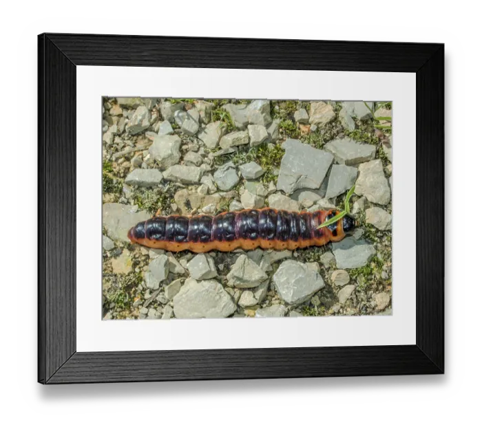 Framed Print : Caterpillar of the willow drill Cossus cossus' Caterpillar of the willow drill Cossus cossus