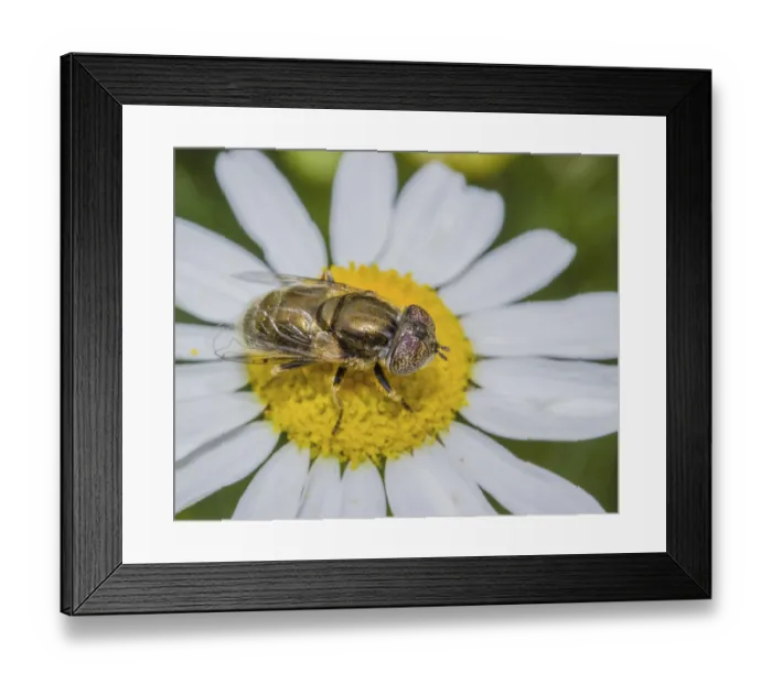 Framed Print : Shiny silt hoverfly Eristalinus aeneus' Shiny silt hoverfly Eristalinus aeneus