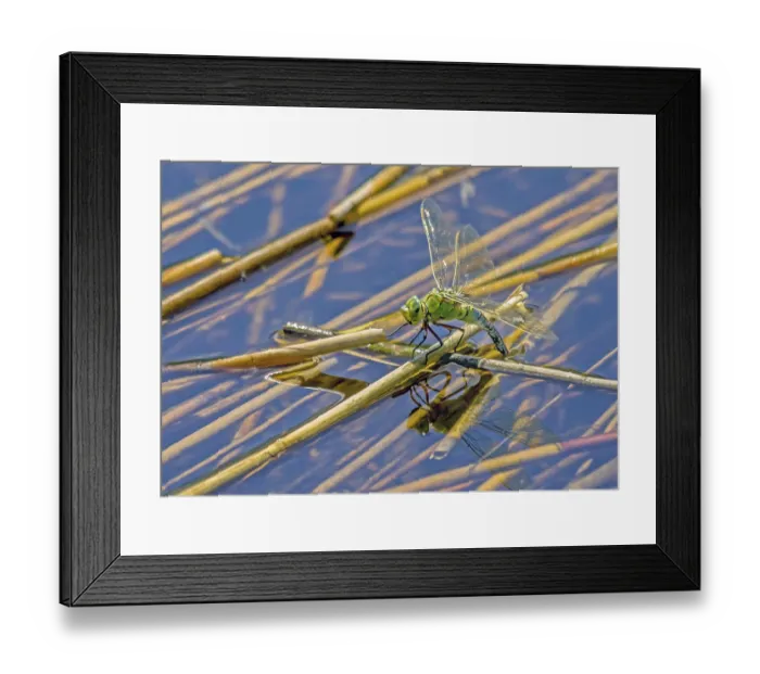 Framed Print : Great royal libelle Anax imperator' Great royal libelle Anax imperator Framed Print : Great royal libelle Anax imperator' Great royal libelle Anax imperator
