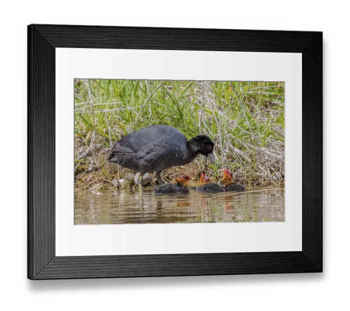 Framed Print : Eurasian Coot with chick Fulica atra' Eurasian Coot with chick Fulica atra Framed Print : Eurasian Coot with chick Fulica atra' Eurasian Coot with chick Fulica atra