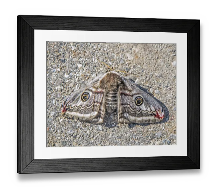 Framed Print : Little peacock eye Saturnia pavonia' Little peacock eye Saturnia pavonia