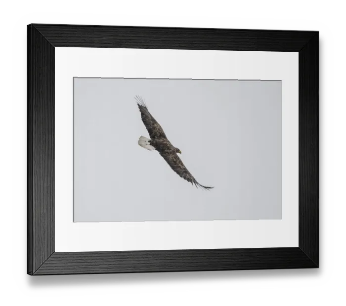 Framed Print : White-tailed eagle (Haliaeetus albicilla) in flight