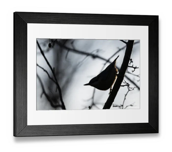 Framed Print : Silhouette, nuthatch (Sitta europaea) Framed Print : Silhouette, nuthatch (Sitta europaea)