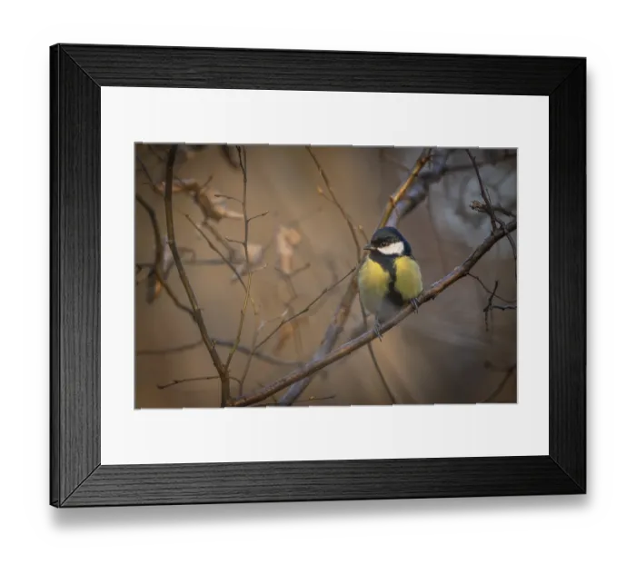 Framed Print : Great tit (Parus major) sitting on a branch in the forest in the evening light