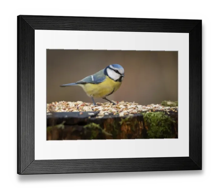 Framed Print : Blue tit (Parus caeruleus) at a feeding site Framed Print : Blue tit (Parus caeruleus) at a feeding site