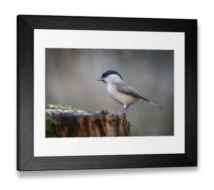 Framed Print : Willow Tit (Parus montanus) sitting on a tree trunk