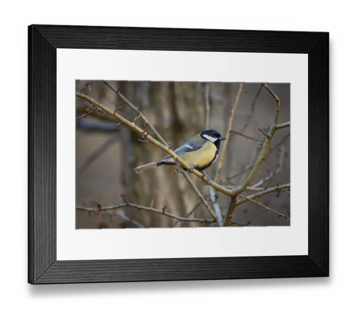Framed Print : Great tit (Parus major) sitting on a branch