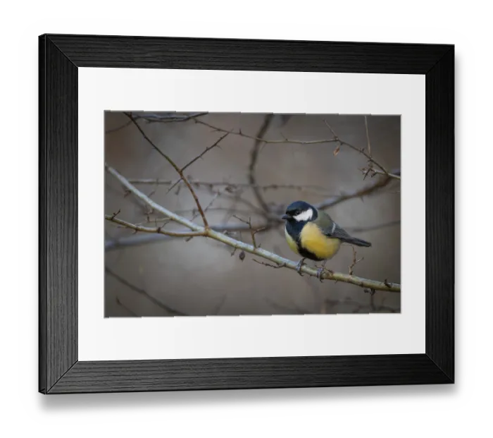 Framed Print : Great tit (Parus major) sitting on a branch in the forest