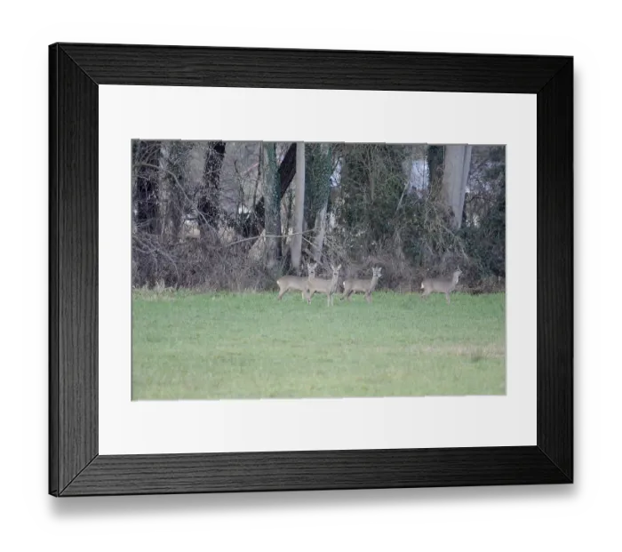 Framed Print : Roe deer (Capreolus capreolus)