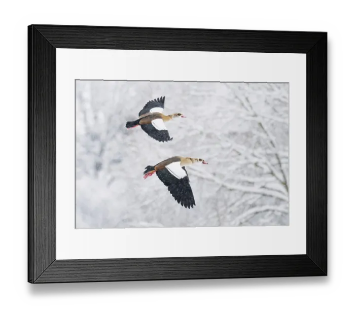 Framed Print : Two Nile Geese (Alopochen aegyptiacus) in flight over a snow-covered landscape during snowfall Framed Print : Two Nile Geese (Alopochen aegyptiacus) in flight over a snow-covered landscape during snowfall