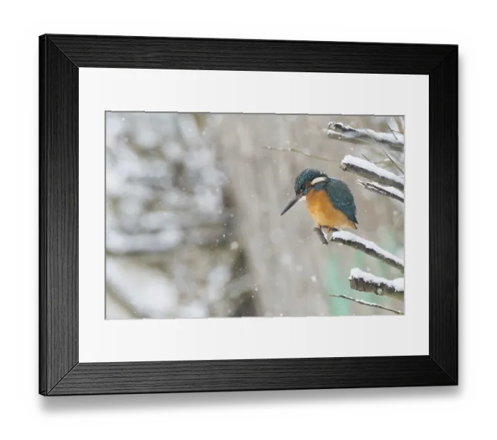Framed Print : A kingfisher (Alcedo atthis) sitting on a snow-covered branch Framed Print : A kingfisher (Alcedo atthis) sitting on a snow-covered branch