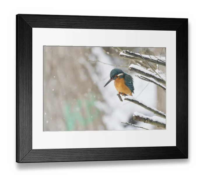 Framed Print : A kingfisher (Alcedo atthis) sits attentively on a snow-covered branch in a quiet winter landscape Framed Print : A kingfisher (Alcedo atthis) sits attentively on a snow-covered branch in a quiet winter landscape