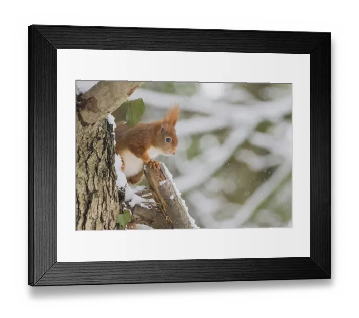 Framed Print : A squirrel (Sciurus vulgaris) sitting on a snow-covered tree in a wintry forest