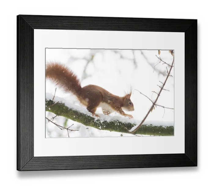 Framed Print : A squirrel (Sciurus vulgaris) running across a snow-covered branch in a wintry environment Framed Print : A squirrel (Sciurus vulgaris) running across a snow-covered branch in a wintry environment