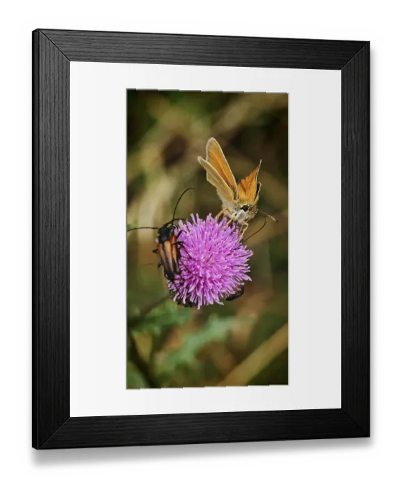 Framed Print : Brown-headed brown butterfly (thymelicus sylvestris) and two longhorned beetles (purpuricenus)