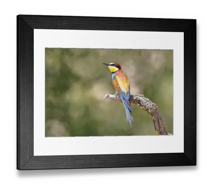 Framed Print : European bee-eater (Merops apiaster) sitting on a branch covered with green lichen