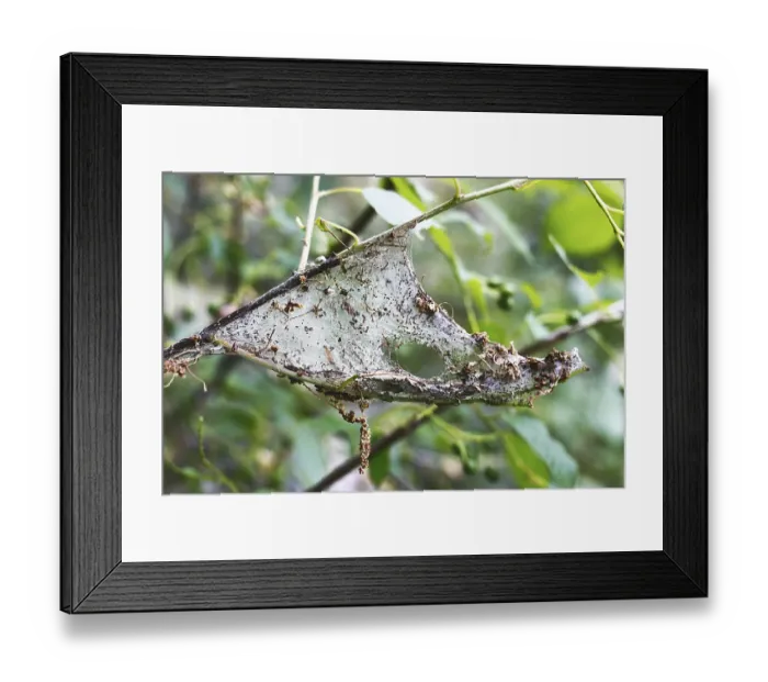 Framed Print : Moth ermine bird cherry (Yponomeuta evonymellus) entangled in a cobweb of leaves and branches tree Framed Print : Moth ermine bird cherry (Yponomeuta evonymellus) entangled in a cobweb of leaves and branches tree