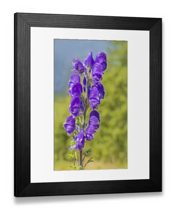 Framed Print : Blue aconite Aconitum napellus Framed Print : Blue aconite Aconitum napellus