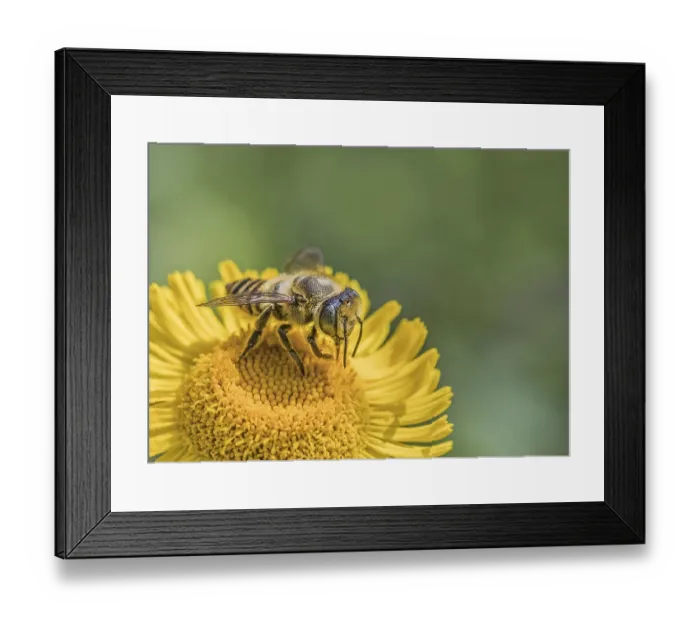 Framed Print : Leafcutter bee Megachile spec