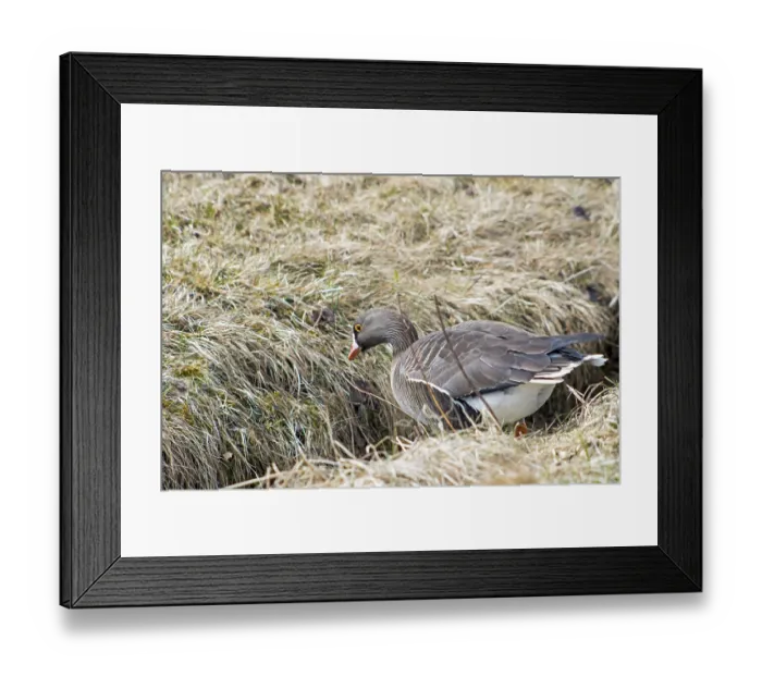 Framed Print : One of the rarest geese species in Europe that are highly endangered by hunting Framed Print : One of the rarest geese species in Europe that are highly endangered by hunting