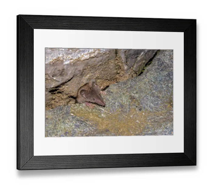 Framed Print : Field shrew Crocidura leucodon' Field shrew Crocidura leucodon Framed Print : Field shrew Crocidura leucodon' Field shrew Crocidura leucodon