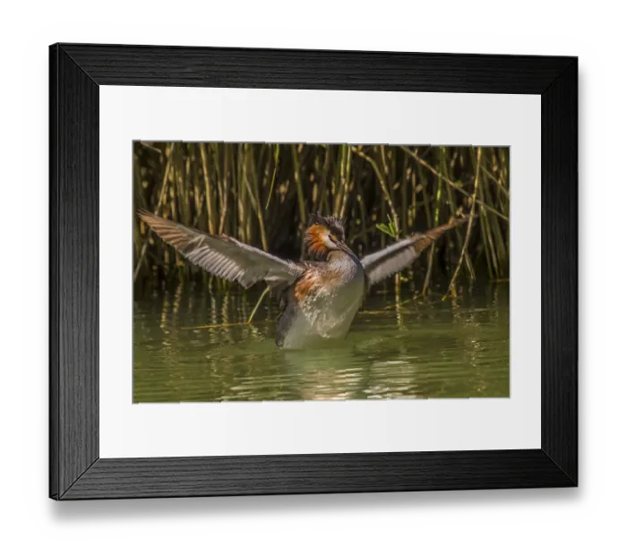Framed Print : Grebe Podiceps cristatus' Grebe Podiceps cristatus Framed Print : Grebe Podiceps cristatus' Grebe Podiceps cristatus