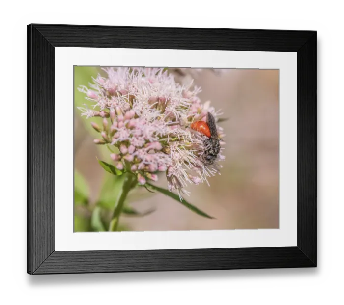 Framed Print : Blood bee Sphecodes albilabris Numerous similar species