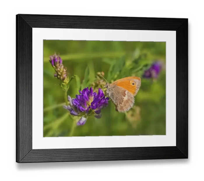Framed Print : Small haybutterfly Coenonympha pamphilus also known as little meadowbirds Framed Print : Small haybutterfly Coenonympha pamphilus also known as little meadowbirds