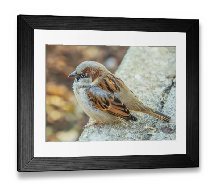 Framed Print : House sparrow Passer domesticus young bird House sparrow Passer domesticus young bird Framed Print : House sparrow Passer domesticus young bird House sparrow Passer domesticus young bird