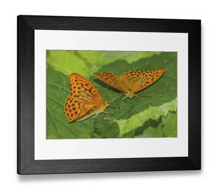 Framed Print : Argynnis paphia imperial mantle Argynnis paphia imperial mantle Framed Print : Argynnis paphia imperial mantle Argynnis paphia imperial mantle